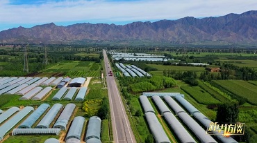 謝云 打造“陽(yáng)高紅”，為農(nóng)業(yè)大縣高質(zhì)量發(fā)展探新路
